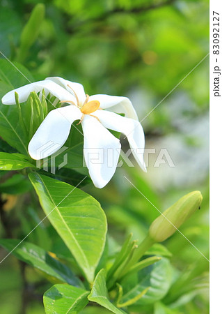 クチナシの白い花 クチナシの白い花 83092127