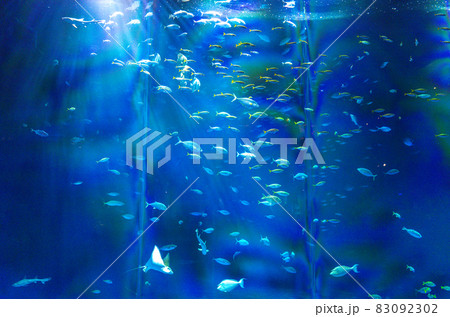 水族館の大水槽(四国水族館) 水族館の大水槽(四国水族館) 83092302