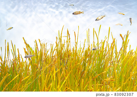 アマモ　海藻 83092307