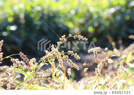 藍（アイ）の花と葉っぱ　 83092335