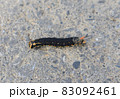 黒いいもむし　幼虫　 83092461