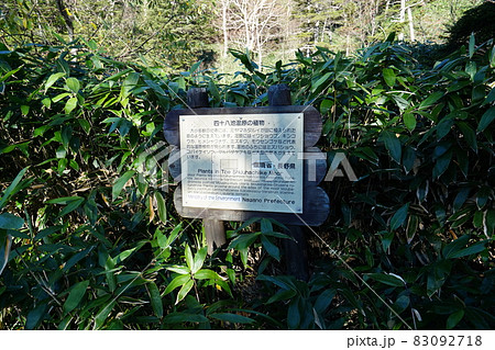 秋の志賀高原　前山湿原から四十八池に到着　四十八池の植物の案内板 83092718