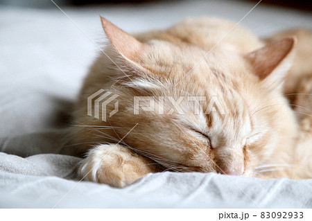 Lazy Ginger Cat Lazy Ginger Cat 83092933