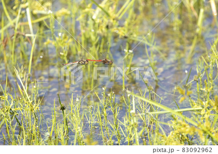 アキアカネ 83092962