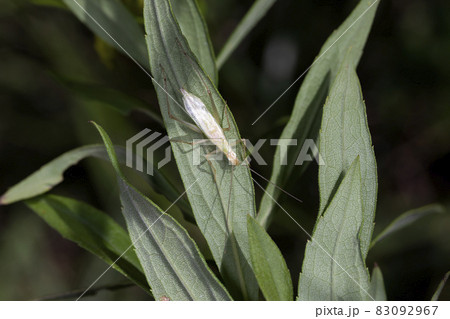 カンタン 83092967