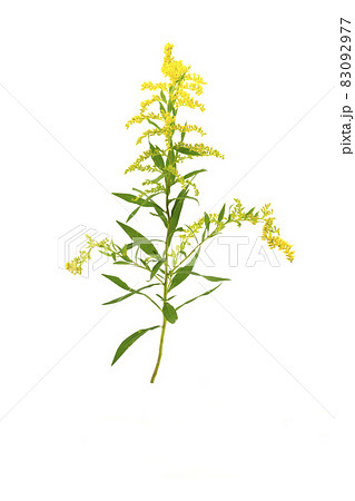 セイタカアワダチソウ セイタカアワダチソウ 83092977