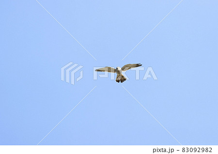 チョウゲンボウ 83092982