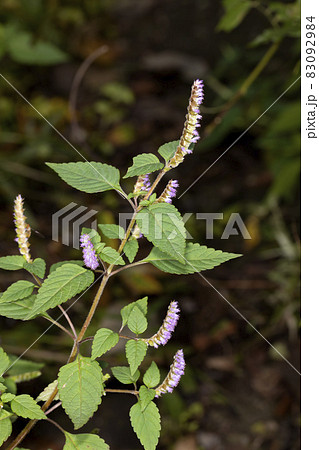 ナギナタコウジュ 83092984