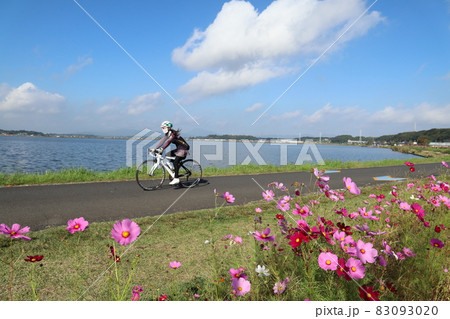 秋桜のつくば霞ヶ浦りんりんロードを走る 83093020