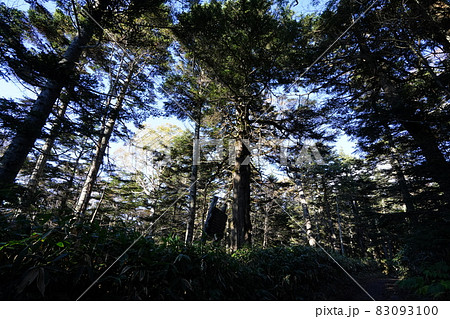 秋の志賀高原 四十八池湿原から硯川に向かう登山道周辺の針葉樹林帯 秋の志賀高原 四十八池湿原から硯川に向かう登山道周辺の針葉樹林帯 83093100