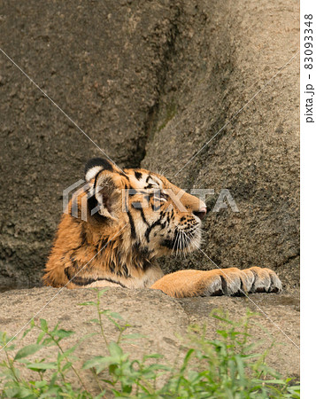 入浴し見上げるアムールトラの子 83093348