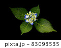 青白い紫陽花と4枚の葉 83093535