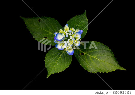 青白い紫陽花と4枚の葉 83093535