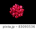 真っ赤なゼラニウムの花 83093536