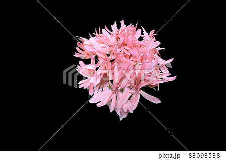 ピンクのゼラニウムの花 83093538