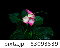 赤い紫陽花 83093539