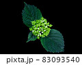 緑の紫陽花の蕾 83093540