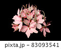 ピンクのゼラニウムの花 83093541