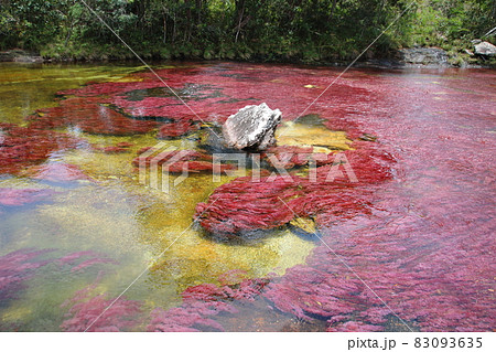 キャノ・クリスタレス(コロンビア) キャノ・クリスタレス(コロンビア) 83093635