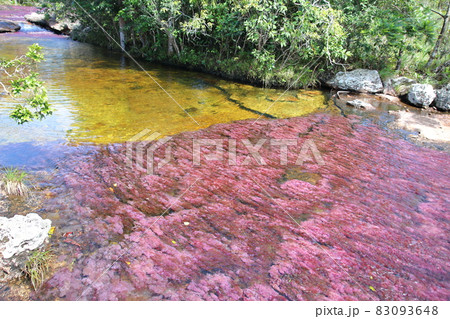 キャノ・クリスタレス（コロンビア） 83093648