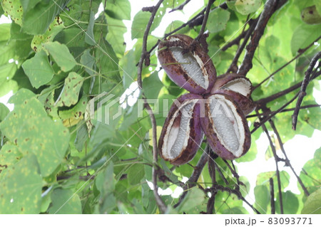 秋の味覚、山で実る果実、アケビの実 83093771