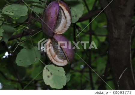 秋の味覚、山で実る果実、アケビの実 83093772