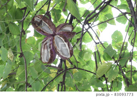 秋の味覚、山で実る果実、アケビの実 秋の味覚、山で実る果実、アケビの実 83093773