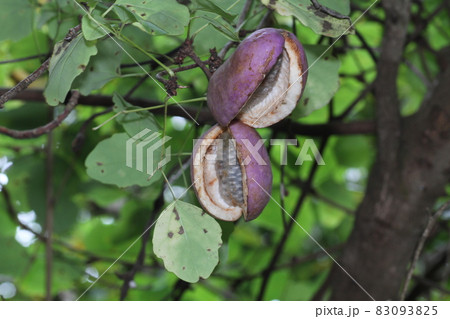 秋の味覚、山で実る果実、アケビの実 83093825