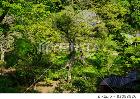 日本庭園 新緑の木 日本庭園 新緑の木 83093926