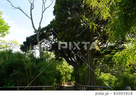日本庭園 石段 日本庭園 石段 83093928