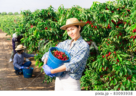 People picking cherry People picking cherry 83093938