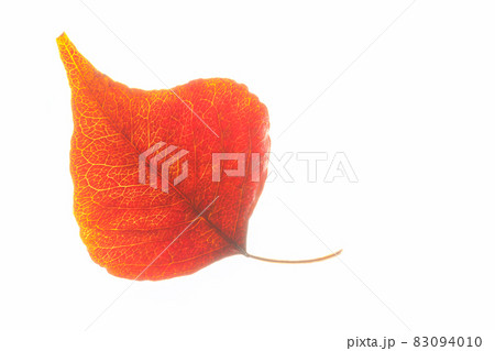 紅葉の葉、秋色に赤く染まった葉 紅葉の葉、秋色に赤く染まった葉 83094010