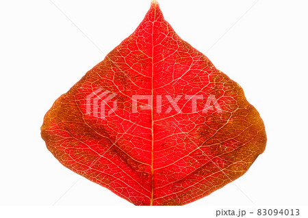 紅葉の葉、秋色に赤く染まった葉 83094013