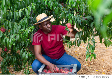 Concentrated african american farmer harvesting ripe peaches in garden Concentrated african american farmer harvesting ripe peaches in garden 83094055