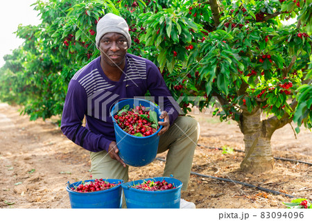 African farmer picking cherries in fruit garden 83094096