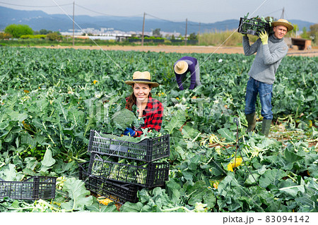Woman farmer harvesting broccoli at a vegetable farm 83094142