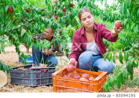 Adult man and young woman picking peaches 83094193