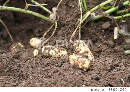 土の中から掘り出されたばかりの、落花生 土の中から掘り出されたばかりの、落花生 83094242