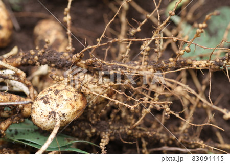 土の中から掘り出されたばかりの、落花生についている根粒菌 83094445