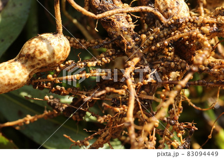 土の中から掘り出されたばかりの、落花生についている根粒菌 83094449