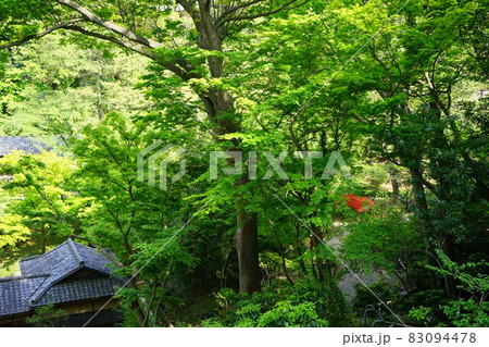 日本庭園 春の庭 日本庭園 春の庭 83094478