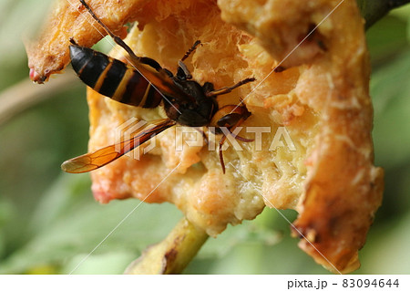 秋になり、イチジクを食べに来た、オオスズメバチ 秋になり、イチジクを食べに来た、オオスズメバチ 83094644