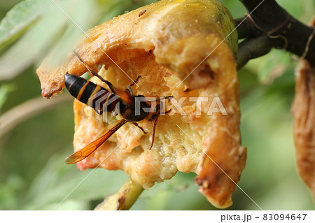 秋になり、イチジクを食べに来た、オオスズメバチ 83094647