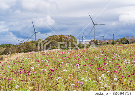 （福島県）コスモス咲く、秋の郡山布引高原風力発電所 83094713