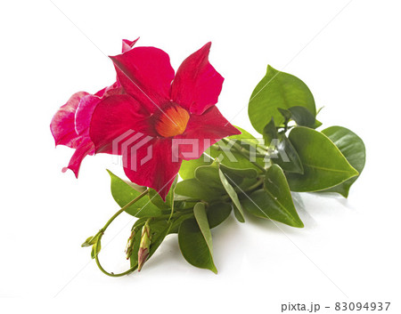 Mandevilla in studio Mandevilla in studio 83094937
