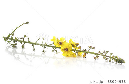 Verbascum thapsus in studio 83094938