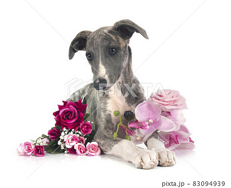 English Whippet in studio English Whippet in studio 83094939