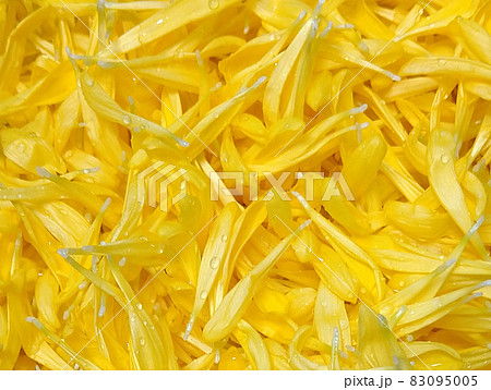 一面瑞々しい菊の花びら 一面瑞々しい菊の花びら 83095005