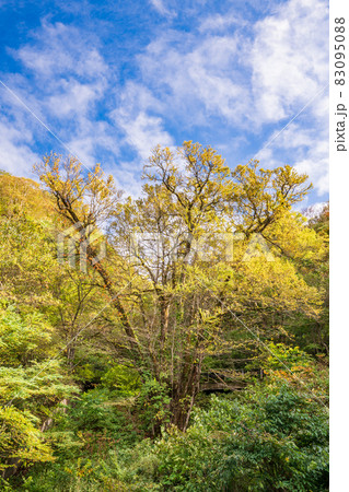 (福島県)郡山布引高原、赤津のカツラ(国指定天然記念物) (福島県)郡山布引高原、赤津のカツラ(国指定天然記念物) 83095088