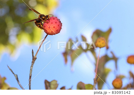 秋になって赤く実ったヤマボウシの実を食べに来た、キイロスズメバチ 83095142
